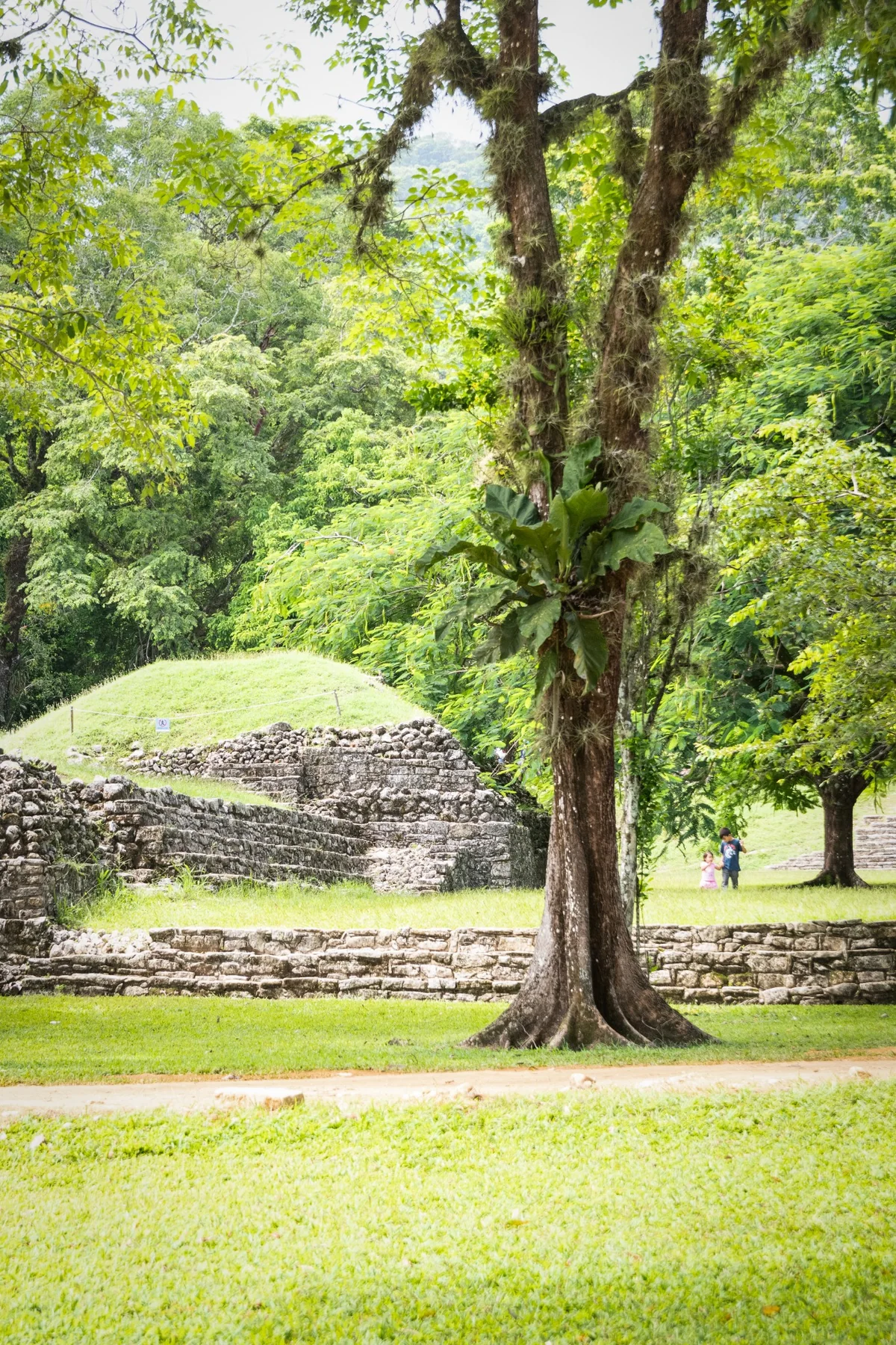 A tree and Maya ruins immersed in the forest.