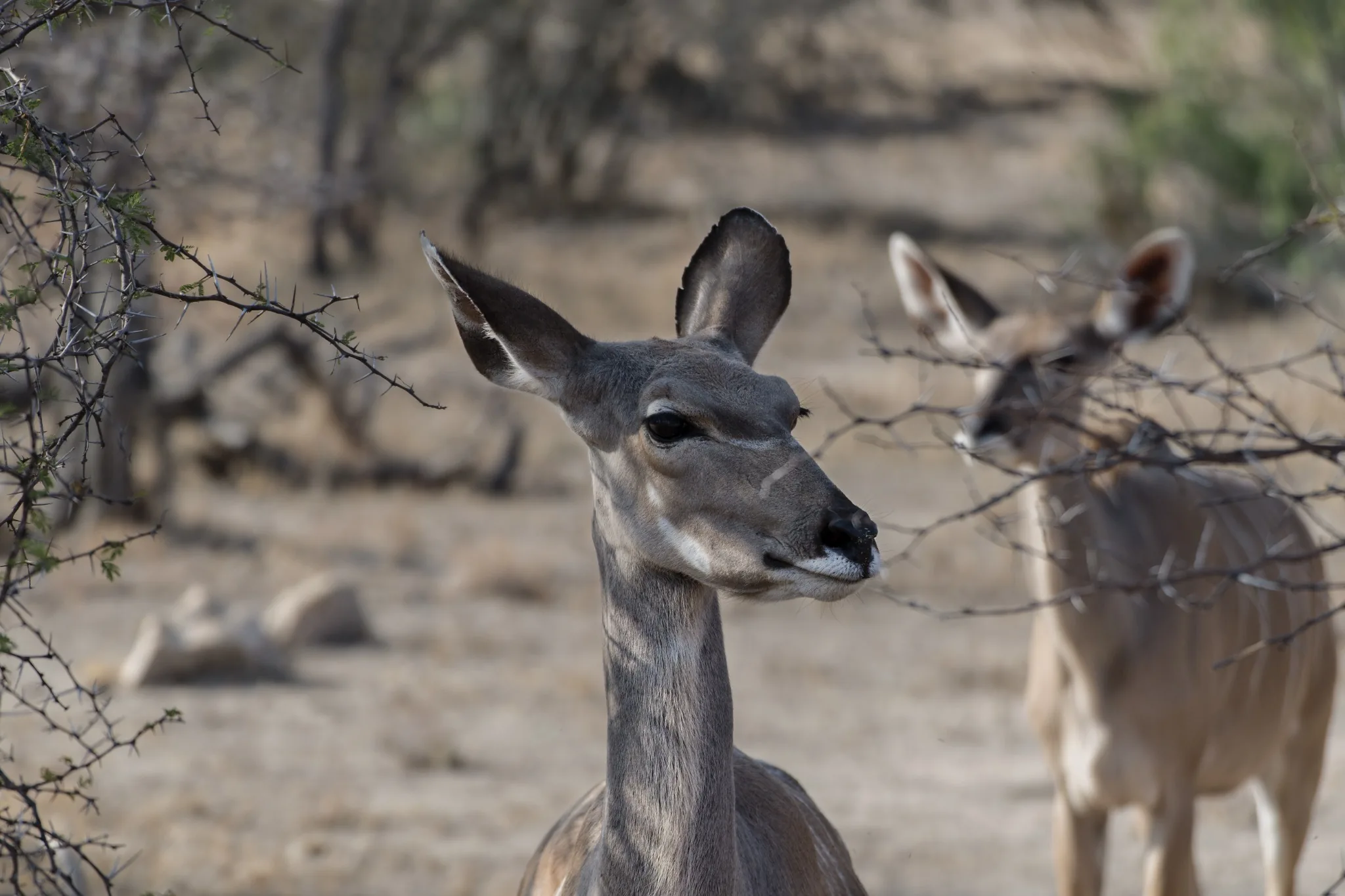 Antilope tra i rami della savanna con un secondo esemplare sullo sfondo Antilope tra i rami della savanna con un secondo esemplare sullo sfondo