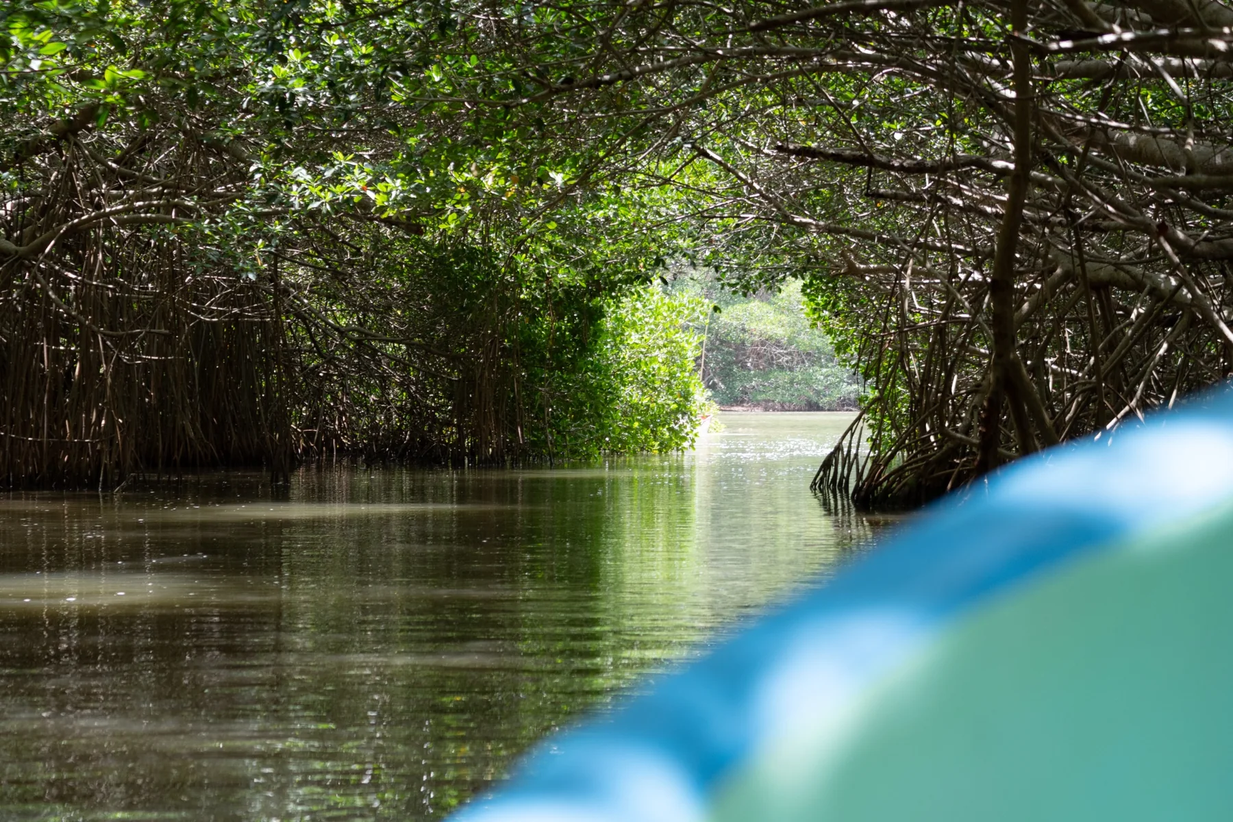 A channel through the mangroves seen from a boat.