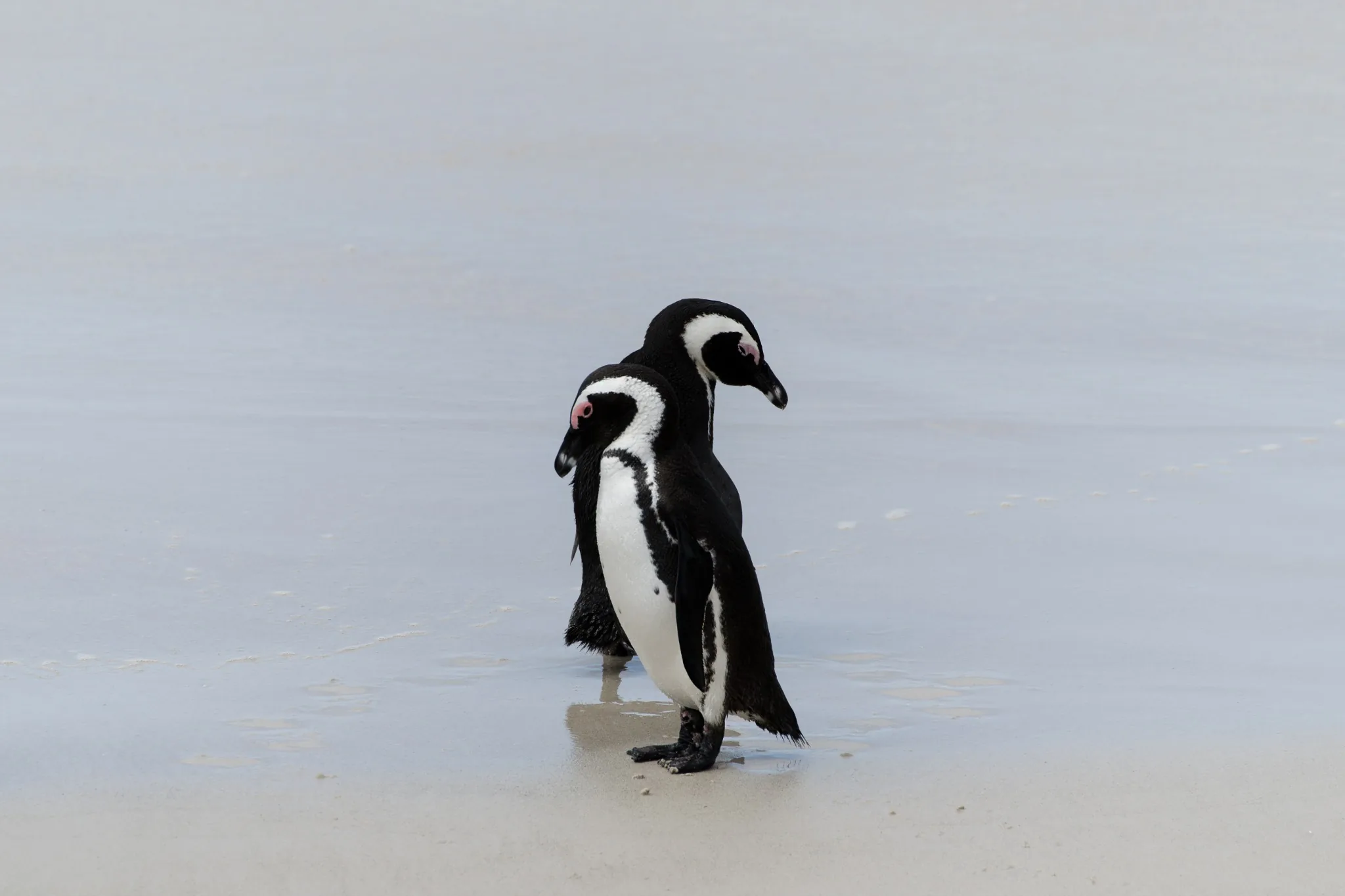 Due pinguini sulla battigia con la sabbia bagnata tutto intorno Due pinguini sulla battigia con la sabbia bagnata tutto intorno