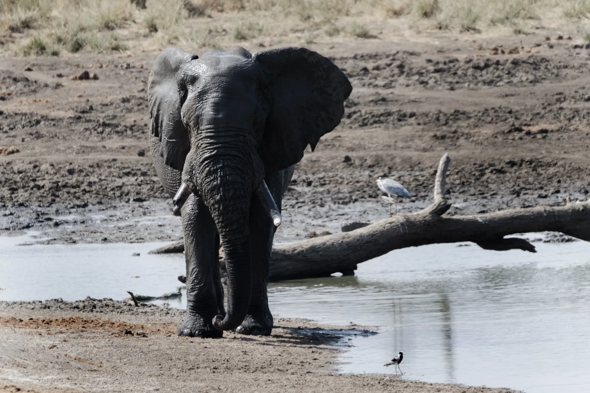 Elefante al bordo di una pozza d’acqua in controluce Elefante al bordo di una pozza d’acqua in controluce