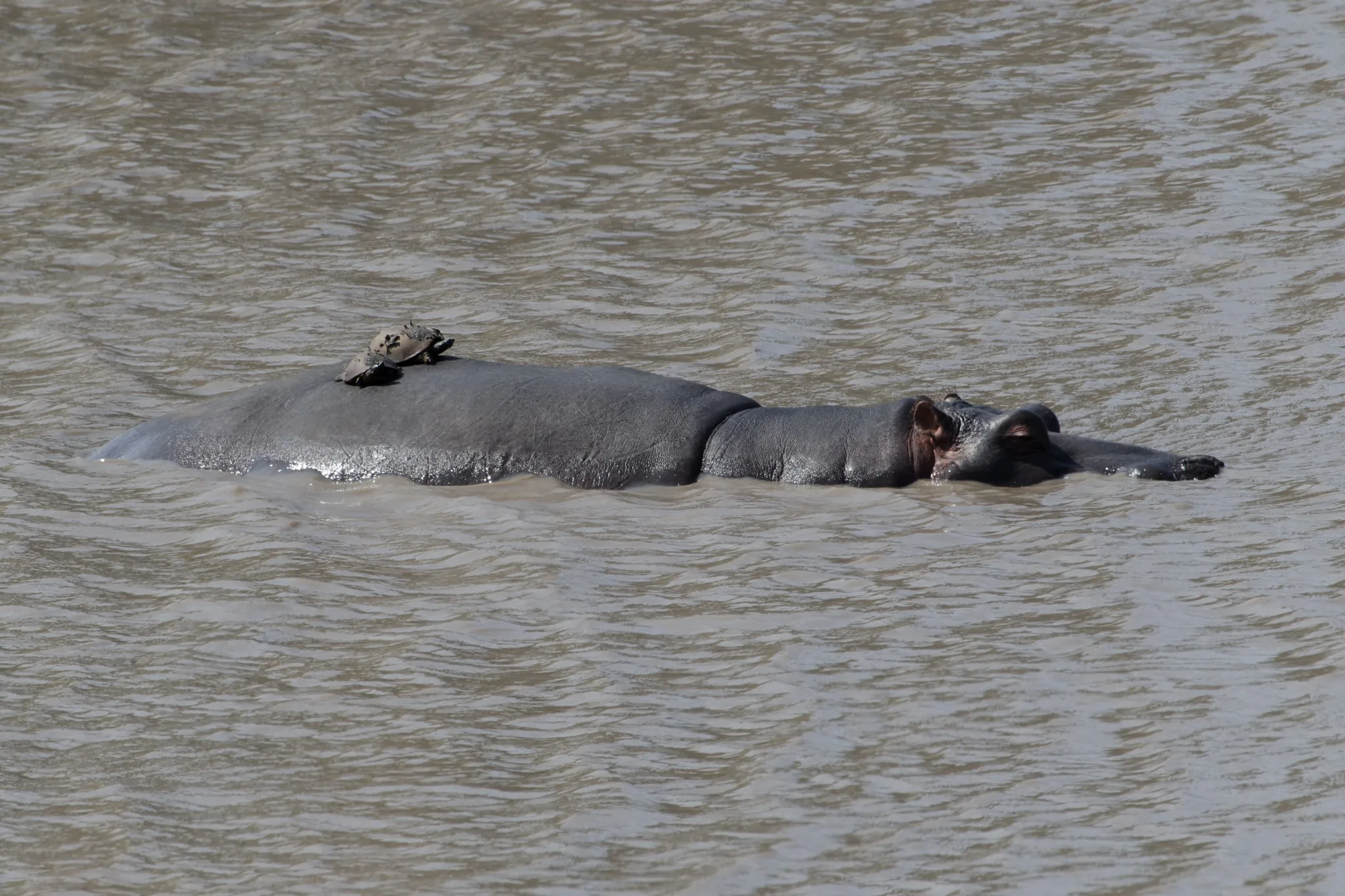Ippopotamo immerso nel fiume con la testa appena visibile Ippopotamo immerso nel fiume con la testa appena visibile