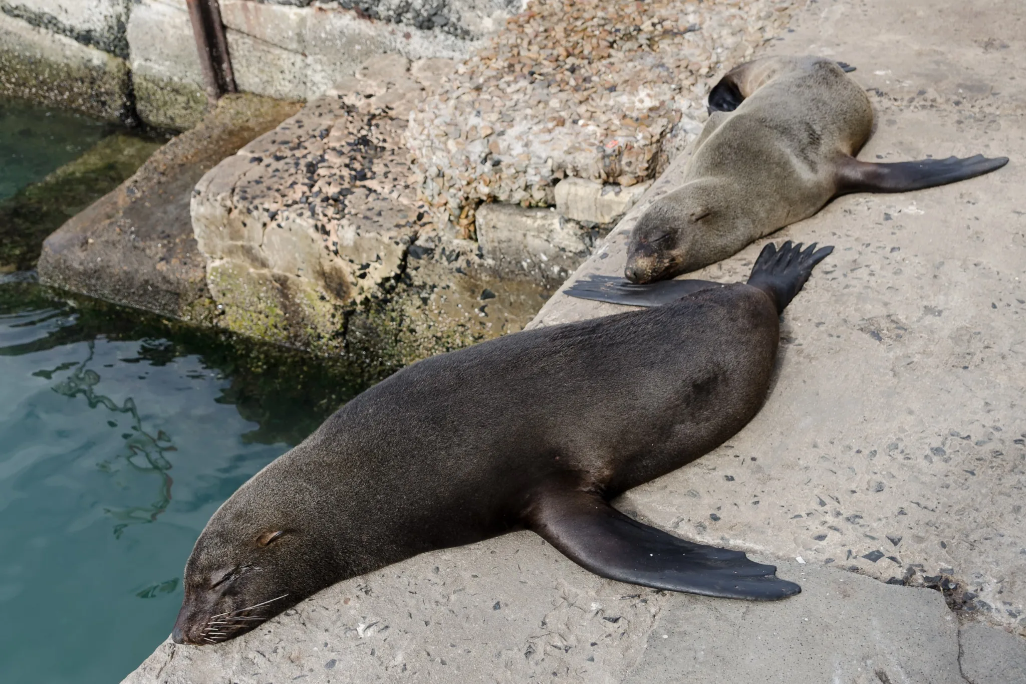 Due otarie che riposano su una banchina vicino all’acqua Due otarie che riposano su una banchina vicino all’acqua