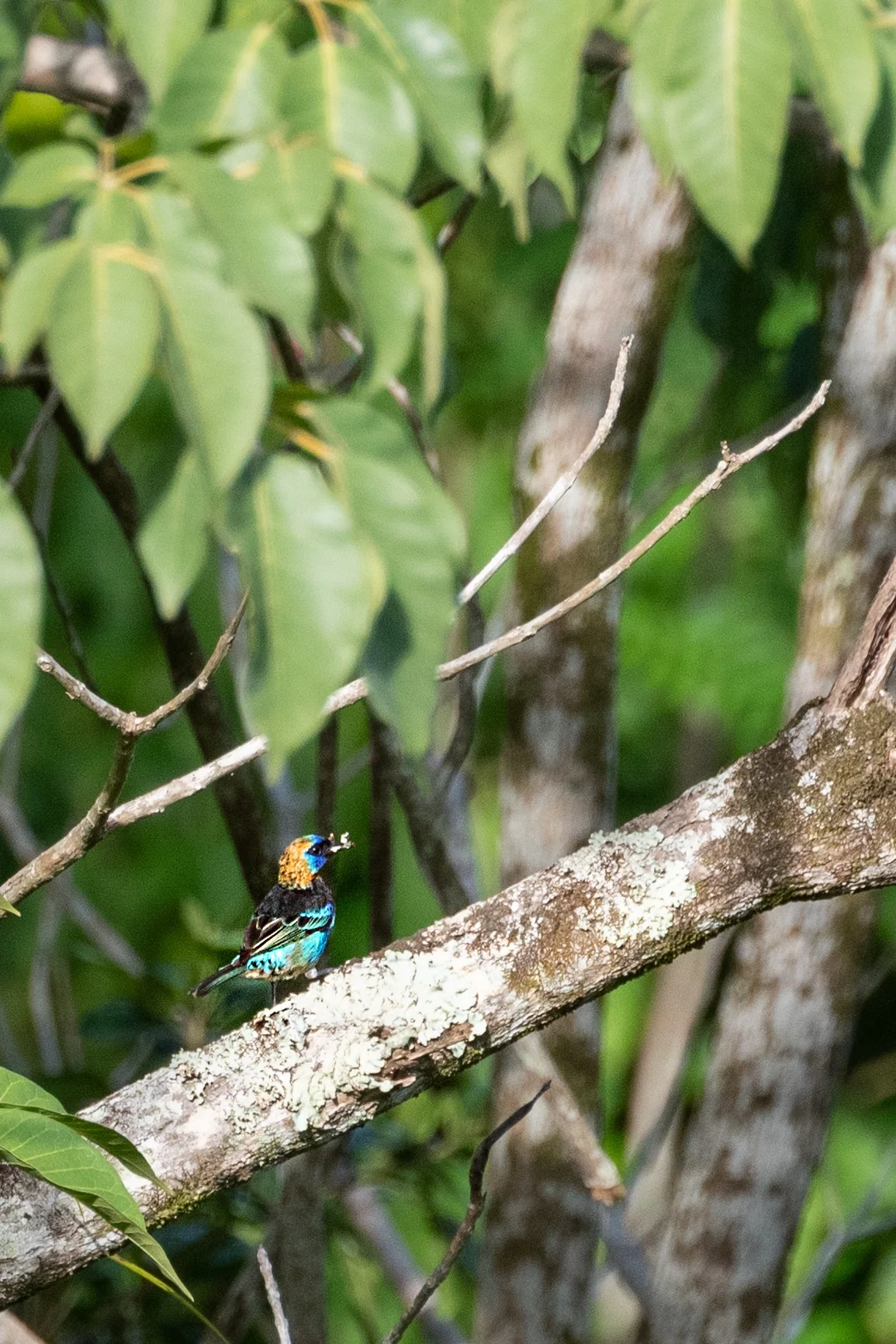 A small, brightly coloured bird perched on a branch.