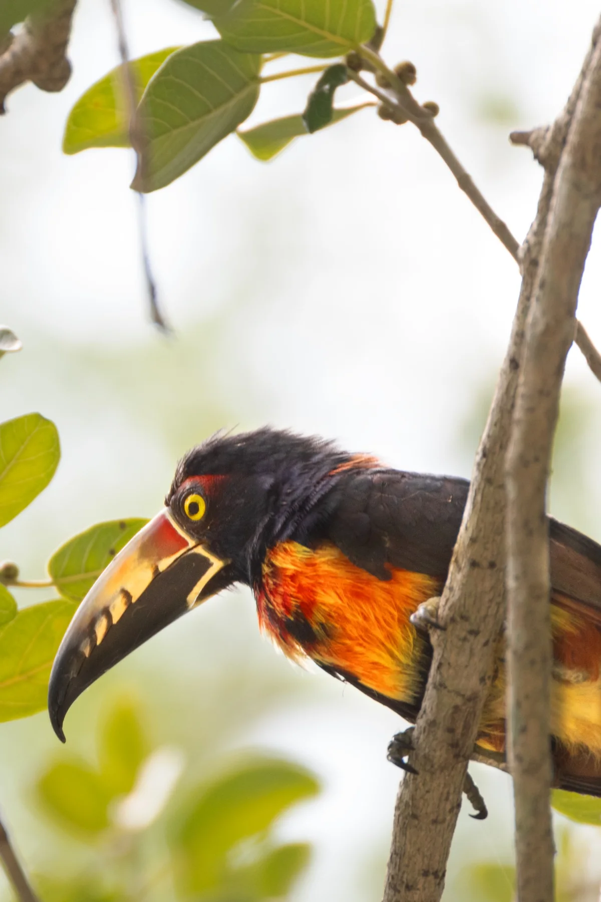 Close-up of a colourful toucan among the branches.
