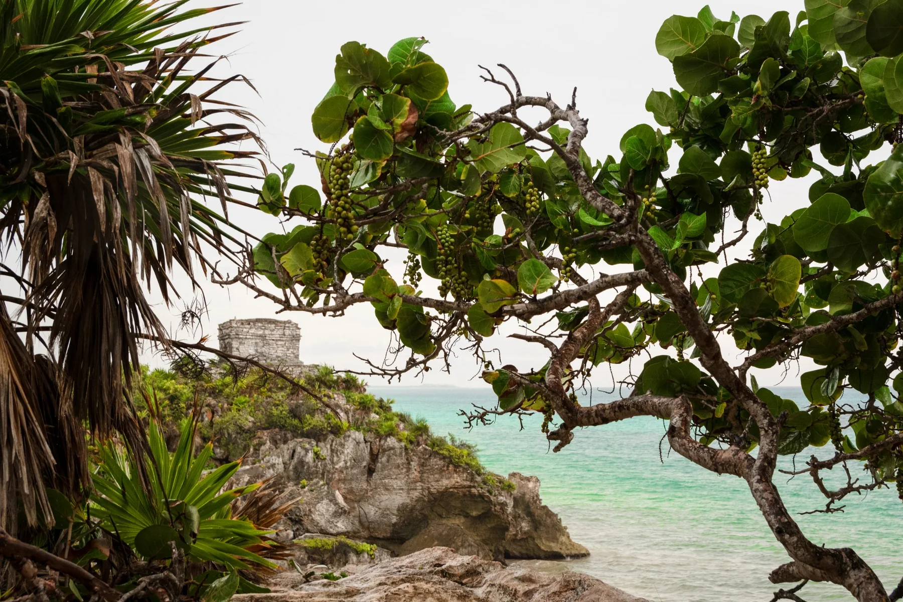 A Maya ruin overlooking the sea through branches and vegetation.