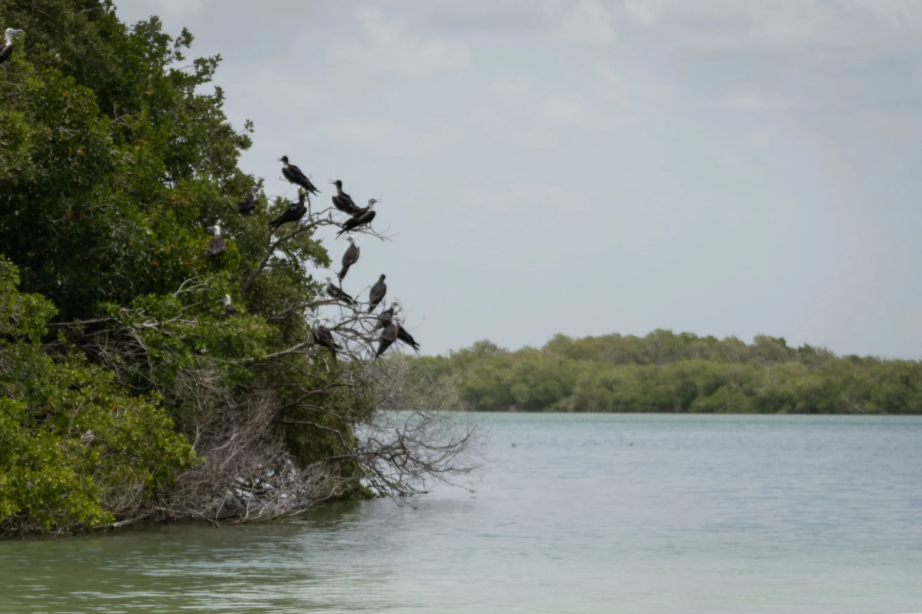 Birds perched in a tree beside the water.